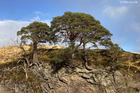 Wild Scots pines.